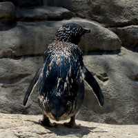 Little blue penguin