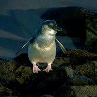 Little blue penguin
