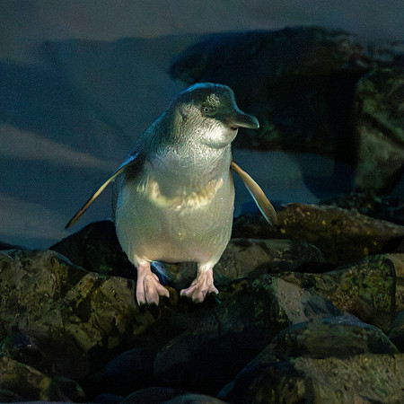 Little blue penguin