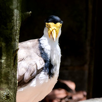 Masked plover / masked lapwing