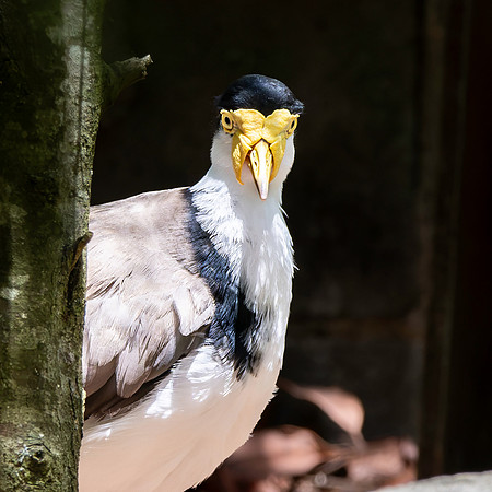 Masked plover / masked lapwing