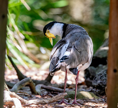 Masked plover / masked lapwing