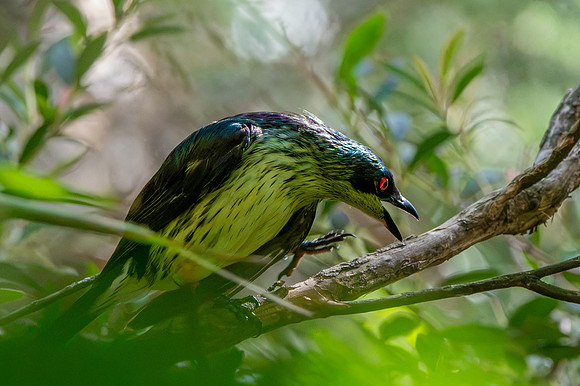 Metallic starling, immature