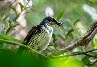 Metallic starling