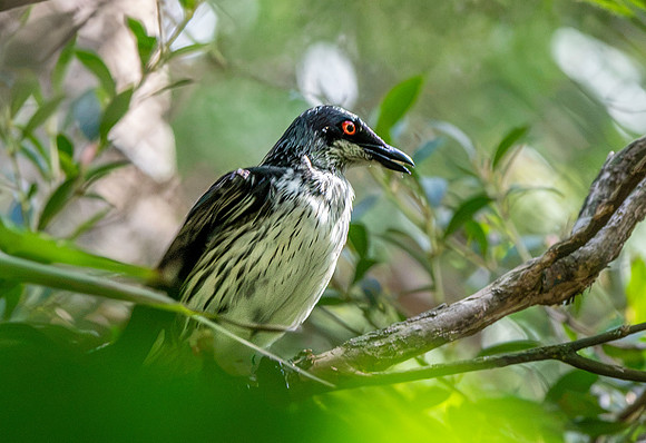 Metallic starling, immature