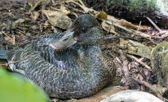 Musk duck