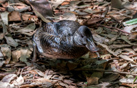 Musk duck