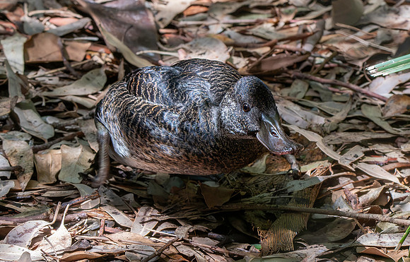 Musk duck