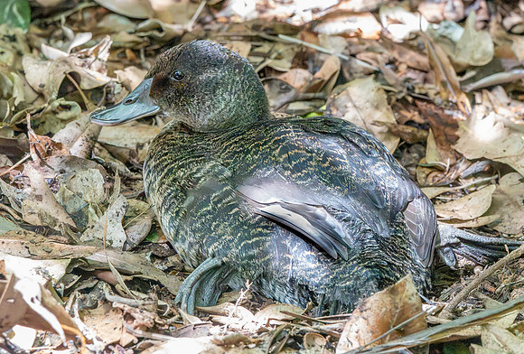 Musk duck