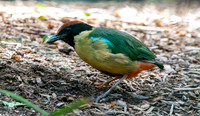 Noisy pitta