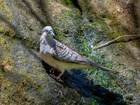 Peaceful dove
