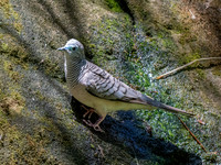 Peaceful dove