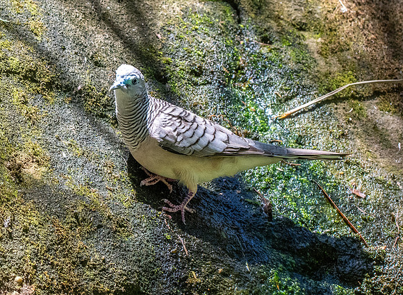 Peaceful dove