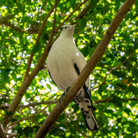 Pied imperial pigeon