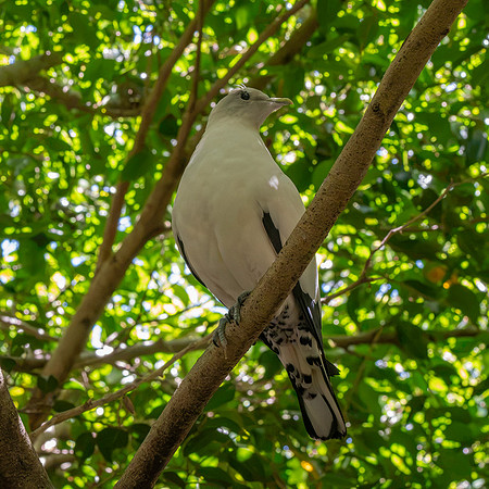 Pied imperial pigeon