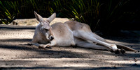 Red kangaroo