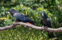 Red tailed black cockatoo
