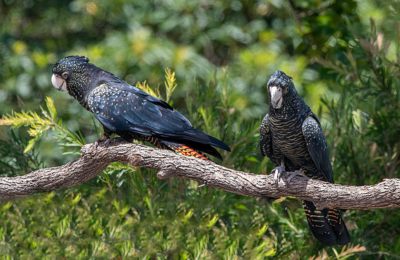 Red tailed black cockatoo