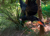 Red tailed black cockatoo