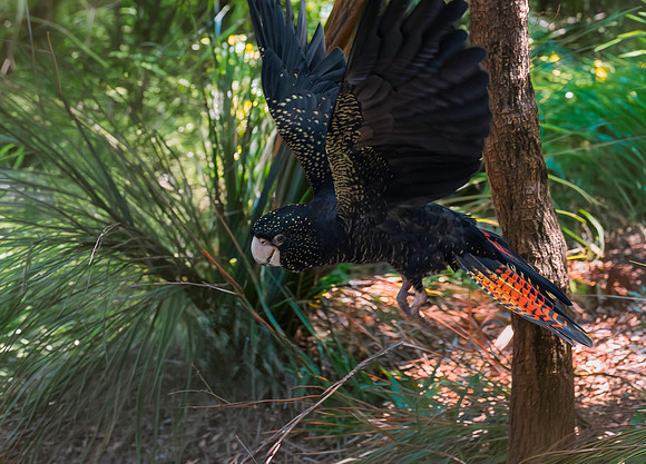 Red tailed black cockatoo