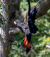 Red tailed black cockatoo