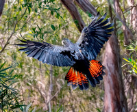 Red tailed black cockatoo