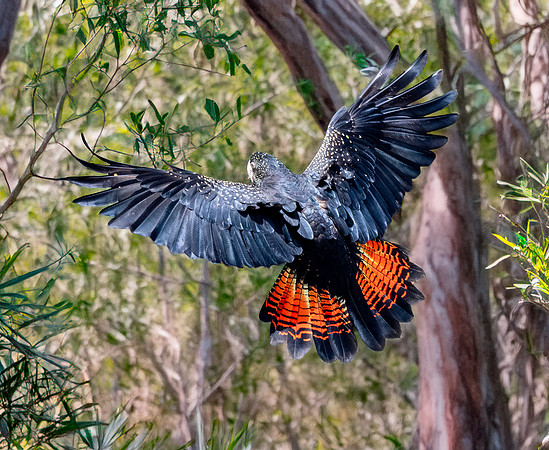 Red tailed black cockatoo
