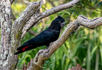 Red tailed black cockatoo
