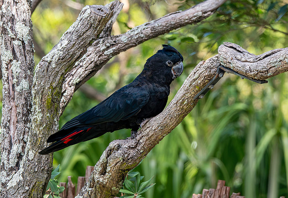 Red tailed black cockatoo