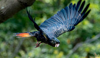 Red tailed black cockatoo