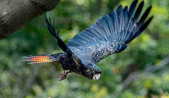 Red tailed black cockatoo