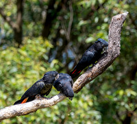 Red tailed black cockatoo