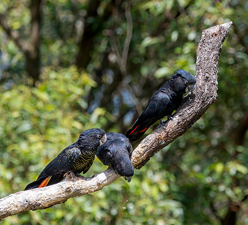 Red tailed black cockatoo
