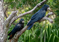 Red tailed black cockatoo