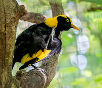 Regent bowerbird, male