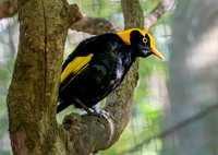 Regent bowerbird, male
