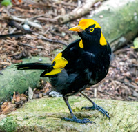 Regent bowerbird
