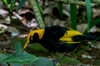 Regent bowerbird, male