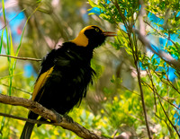 Regent bowerbird, male