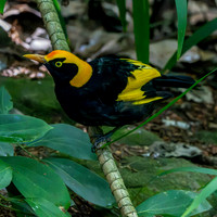 Regent bowerbird, male