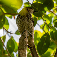 Regent bowerbird, female