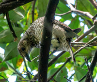 Regent bowerbird, female