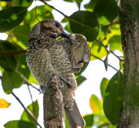 Regent bowerbird, female
