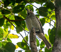 Regent bowerbird, female