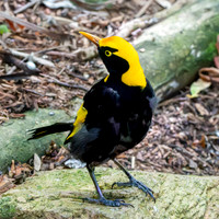 Regent bowerbird, male