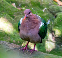 Rogers' brown capped emerald dove