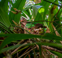 Rogers' brown capped emerald dove