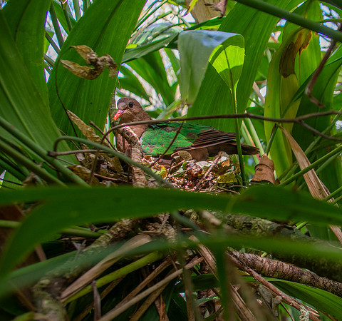 Rogers' brown capped emerald dove