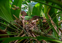 Rogers' brown capped emerald dove