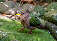 Rogers' brown capped emerald dove